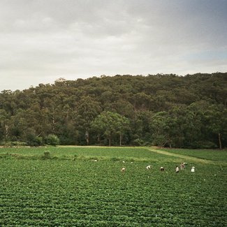 ALBRECHT LA’BROOY Healesville LP